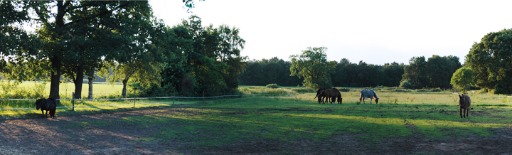 Panorama Paarden 2