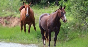 gastenboek coaching met paarden in brabant
