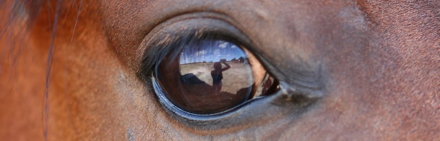 paarden spiegelen gevoel en gedrag bij paardencoaching