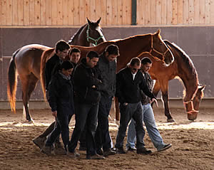 teambuilding met paarden