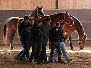 teamtraining en bedrijfscoaching met paarden